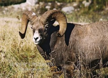 Big Horn Sheep